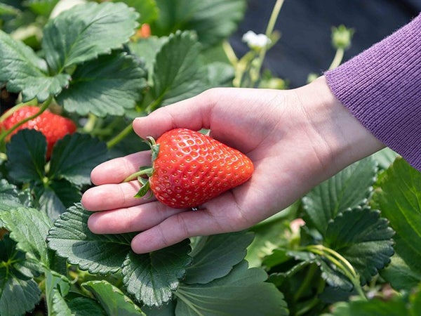 ■【栃木】いちご満開★ラストいちご狩り食べ放題&世界一美しいふじのはな物語「あしかがフラワーパーク」&果実畑の隠れ家でイタリアンビュッフェ&世界初のあんこバー「AOYA CAMPAGNE」2
